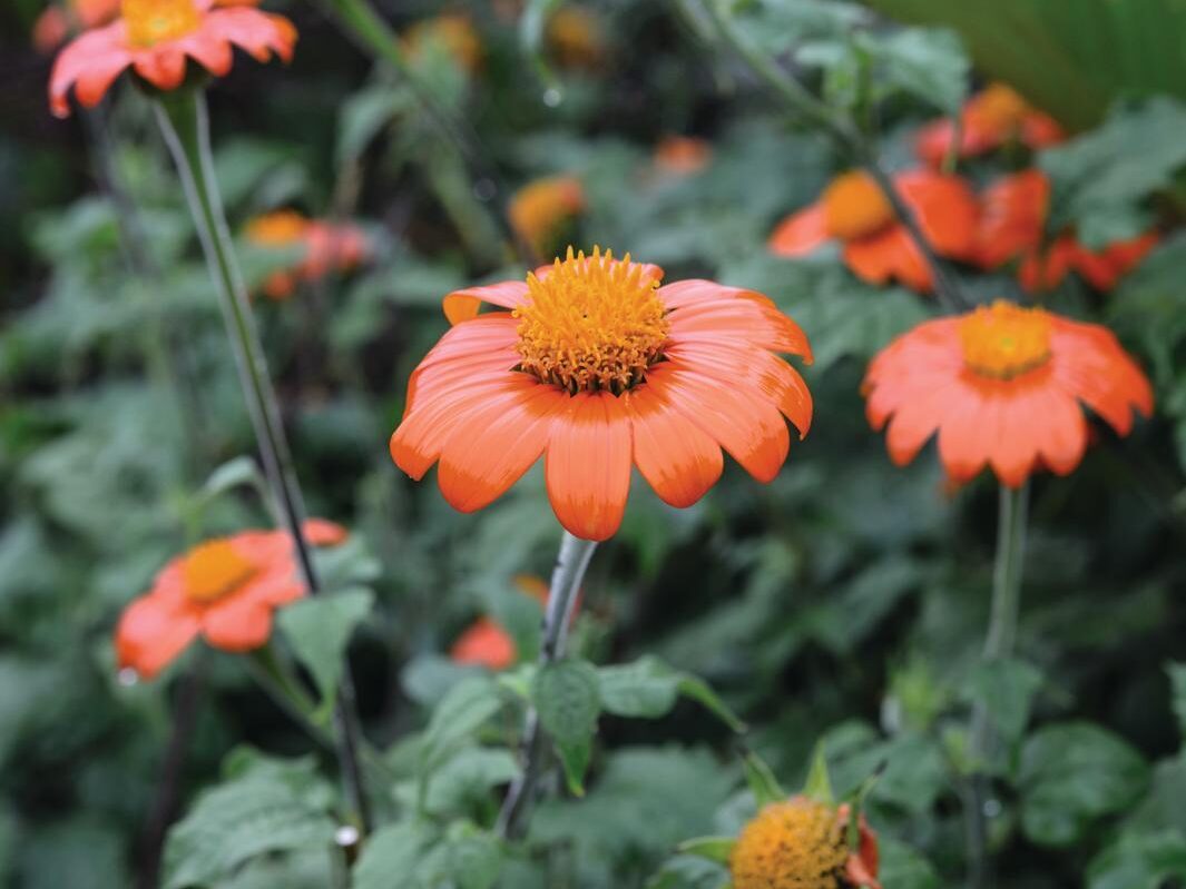 Orange Tithonia rotundifolia 'Torch'Tithonia rotundifolia 'Torch'