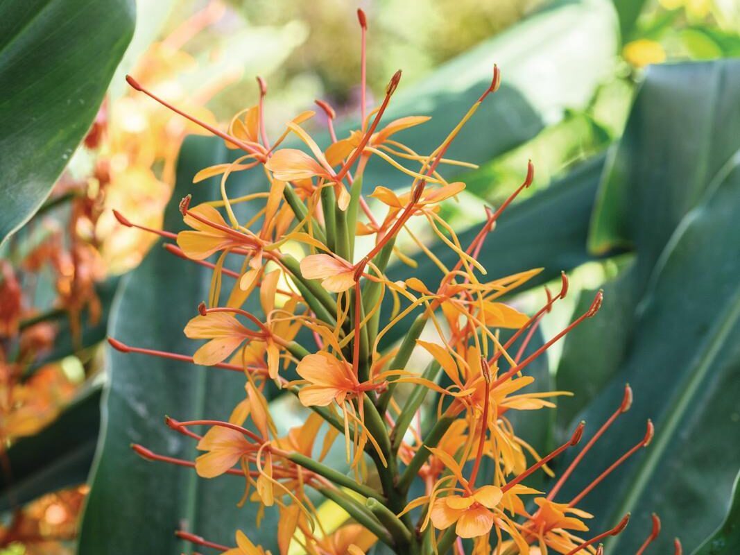 Hedychium 'Tara'
