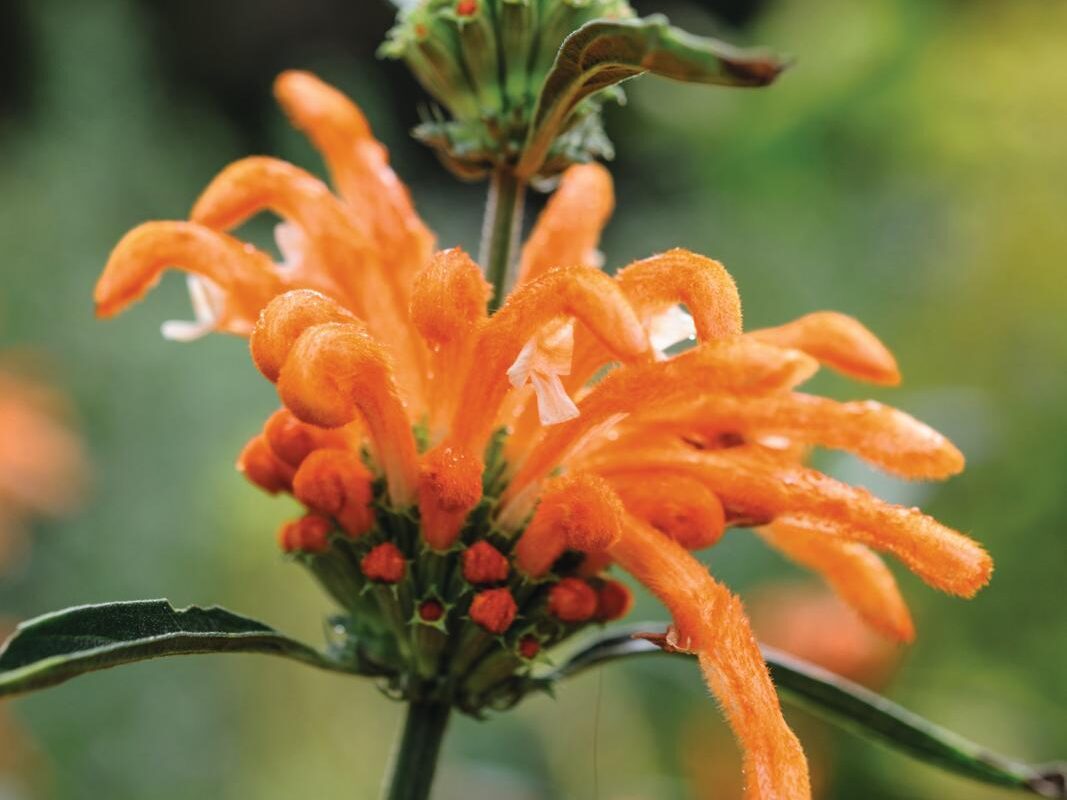 Leonotis leonorus