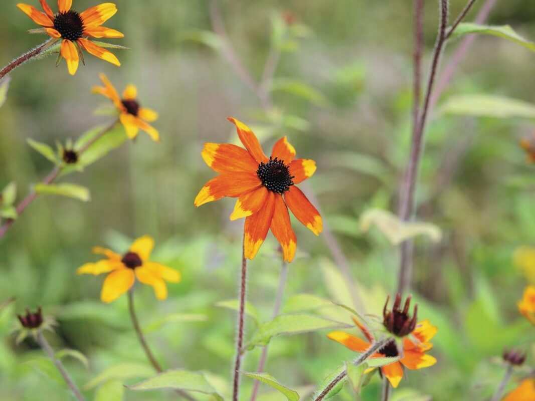 Rudbeckia triloba 'Ruby Glow'