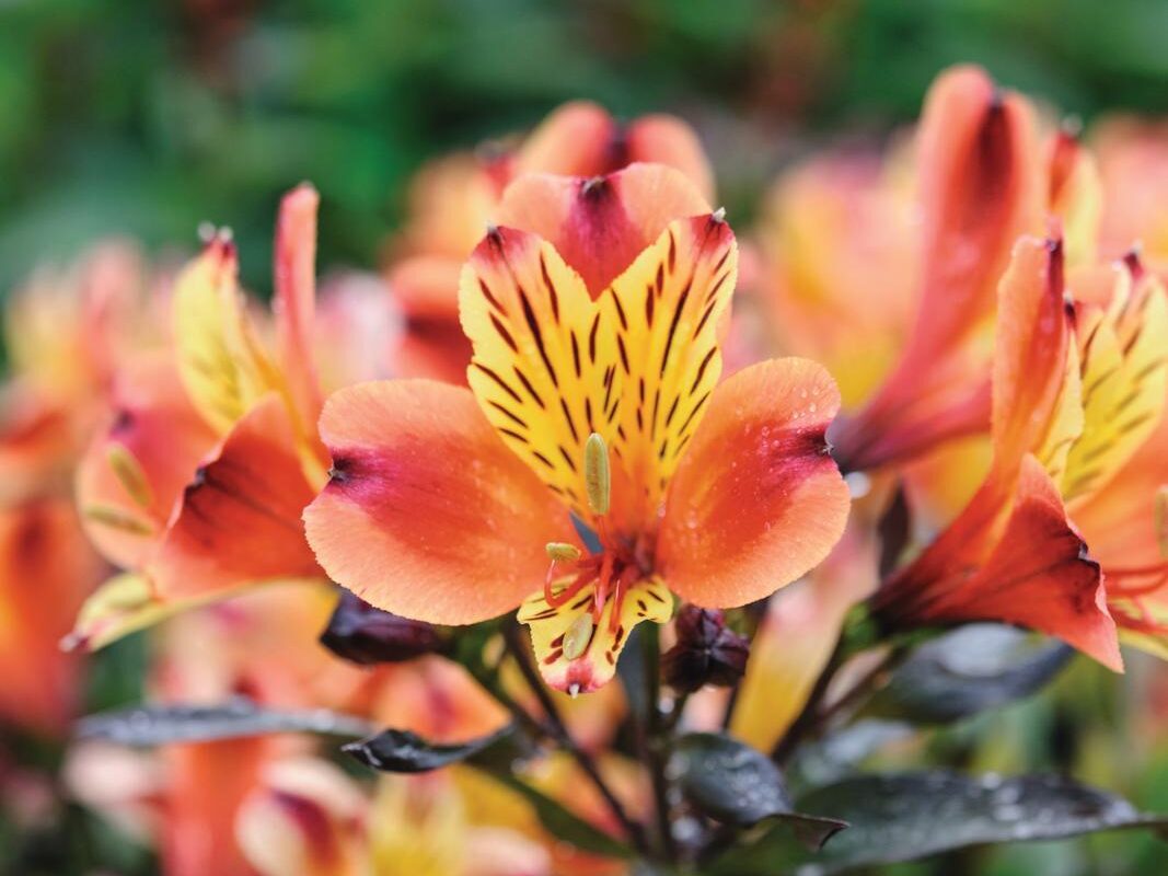 Alstroemeria Indian Summer (='Tesronto')