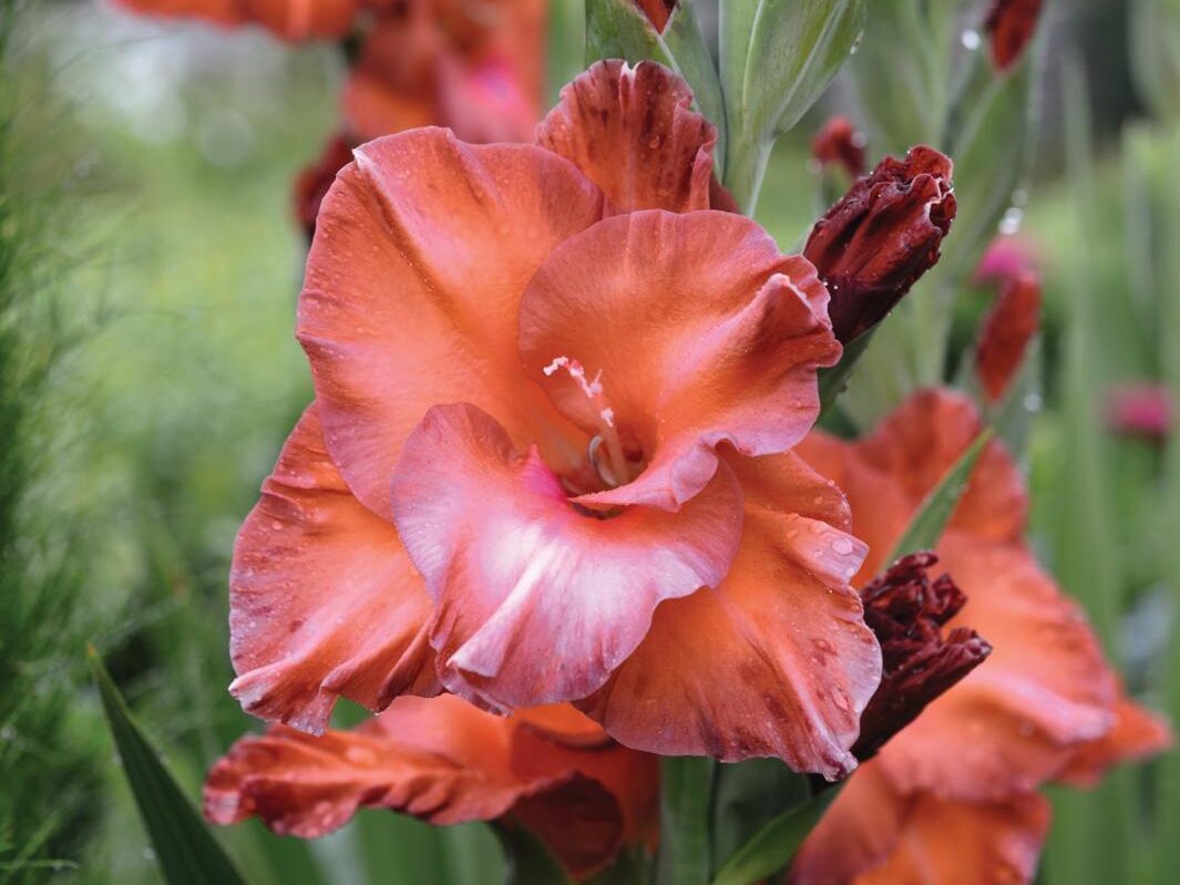 Gladiolus 'Bimbo'