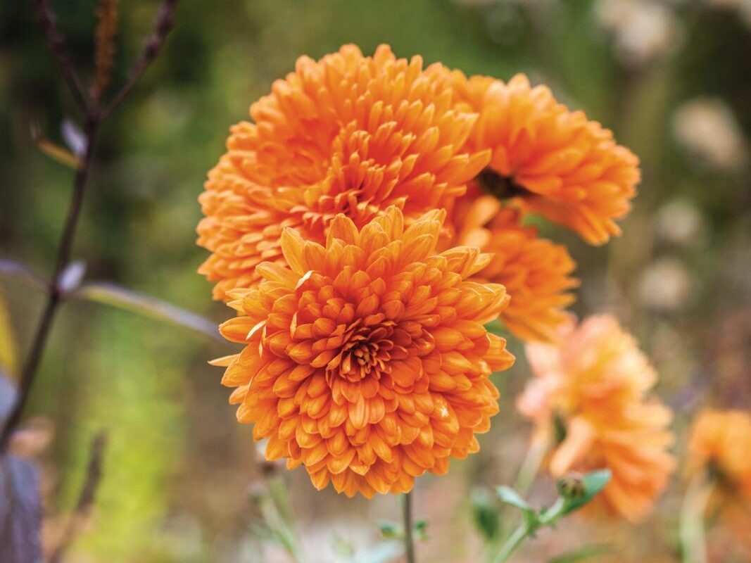 Chrysanthemum 'Dixter Orange'