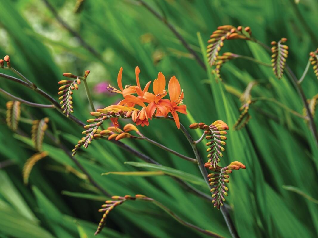 Crocosmia 'Zeal Giant'