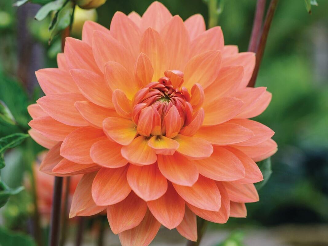 Dahlia 'Gwyneth'