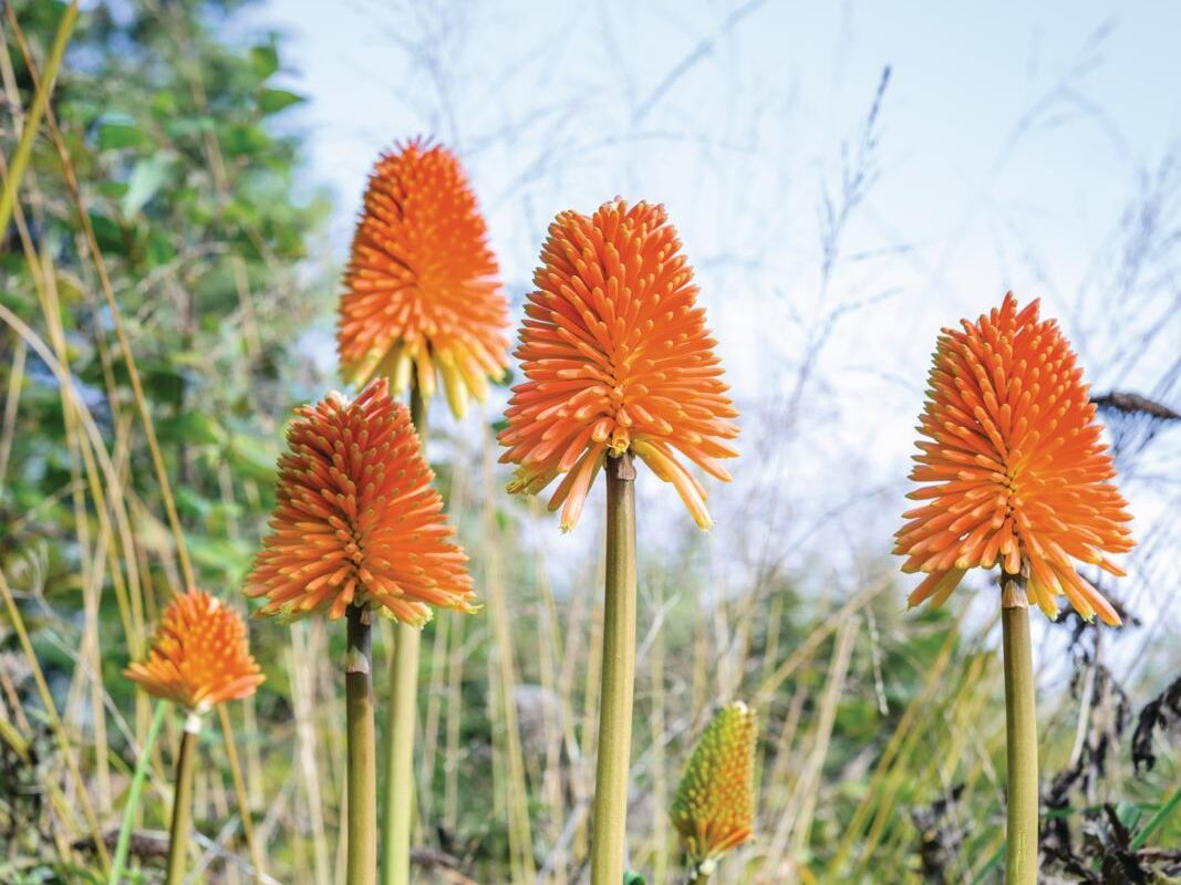 Kniphofia rooperi