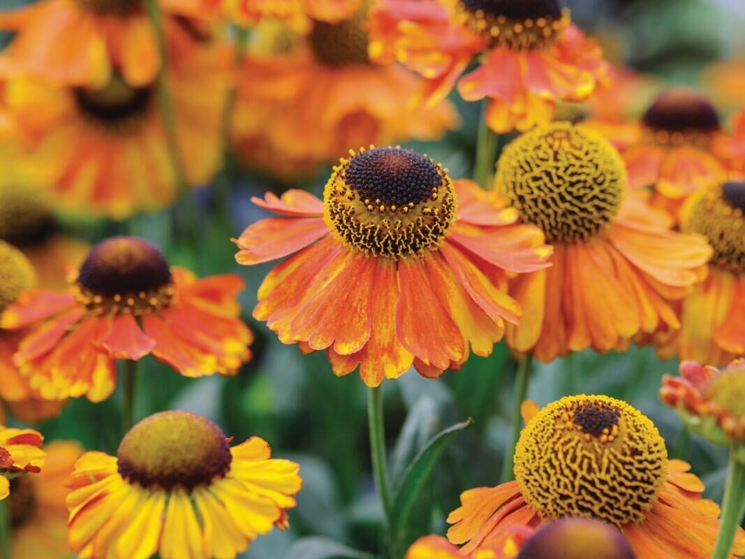 Rudbeckia 'Sahin's Early Flowerer'