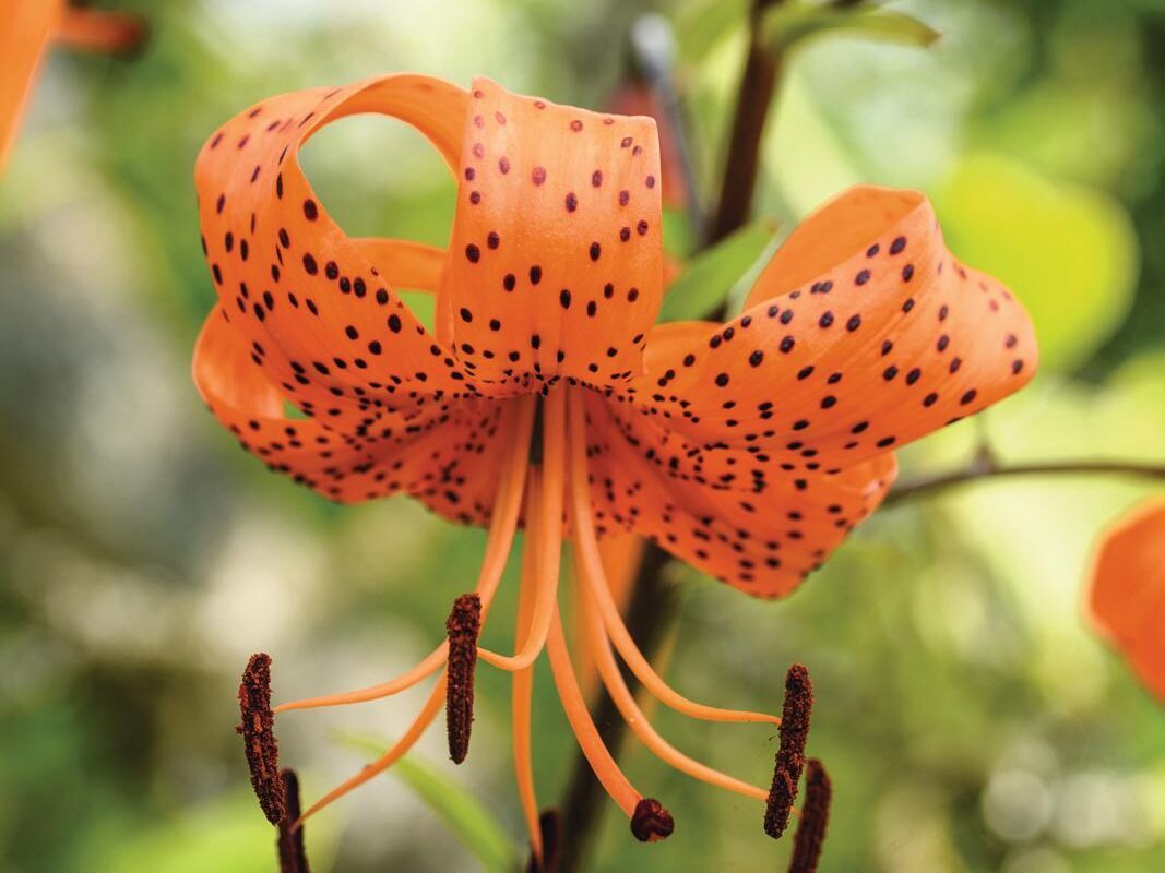 Lilium lancifolium var. fortunei
