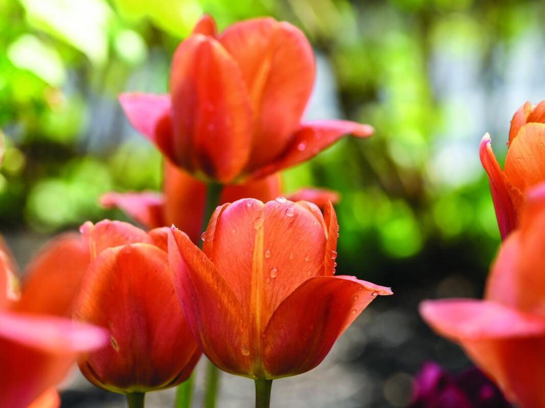Tulipa 'Brown Sugar'