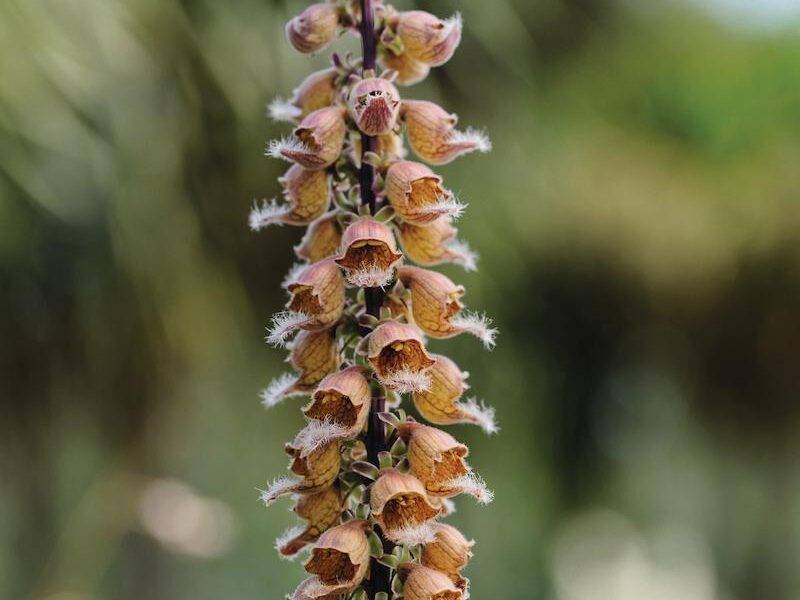 Digitalis ferruginea