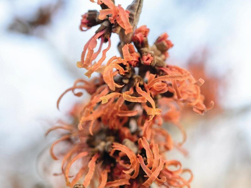 Hamamelis x intermedia 'Robert'