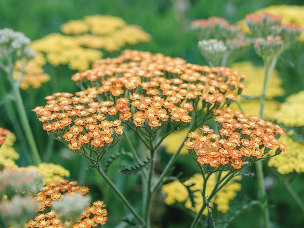 Achillea 'Terracotta'