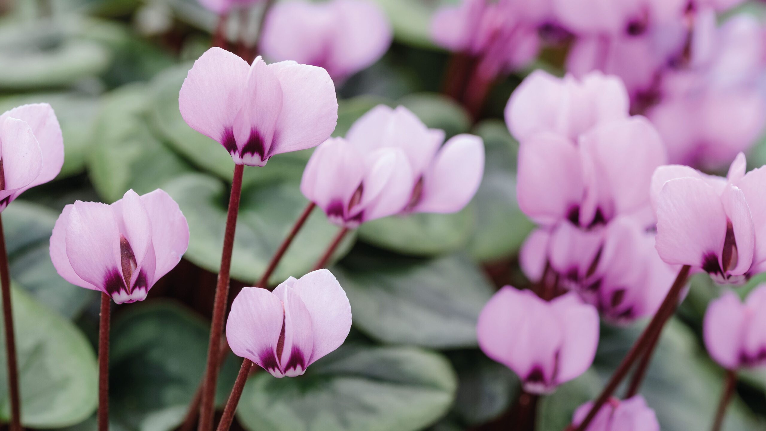 Cyclamen coum Roseum