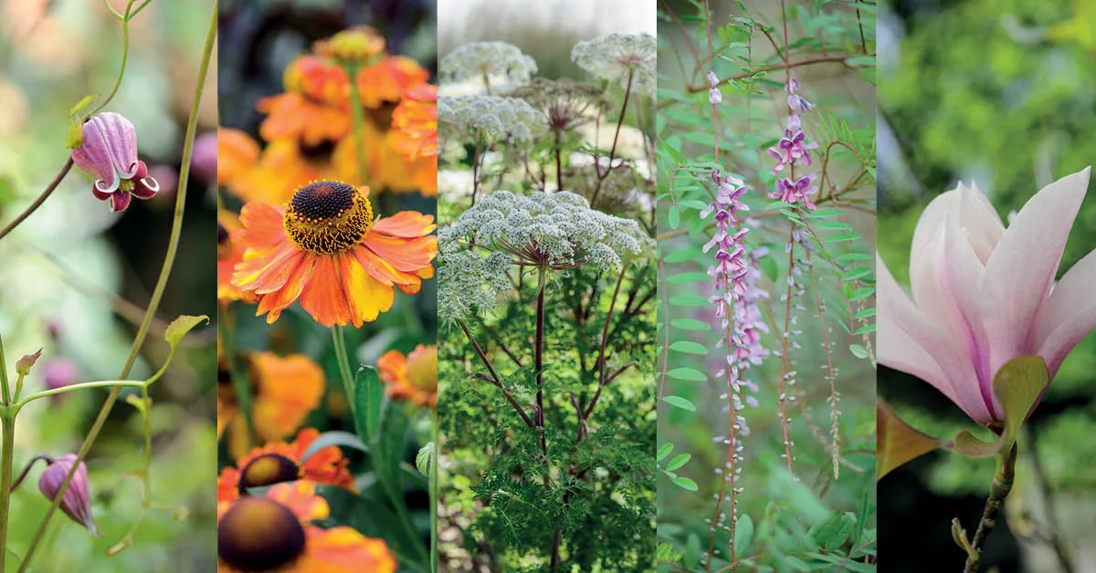 100 beautiful and useful plants 100 beautiful and useful plants