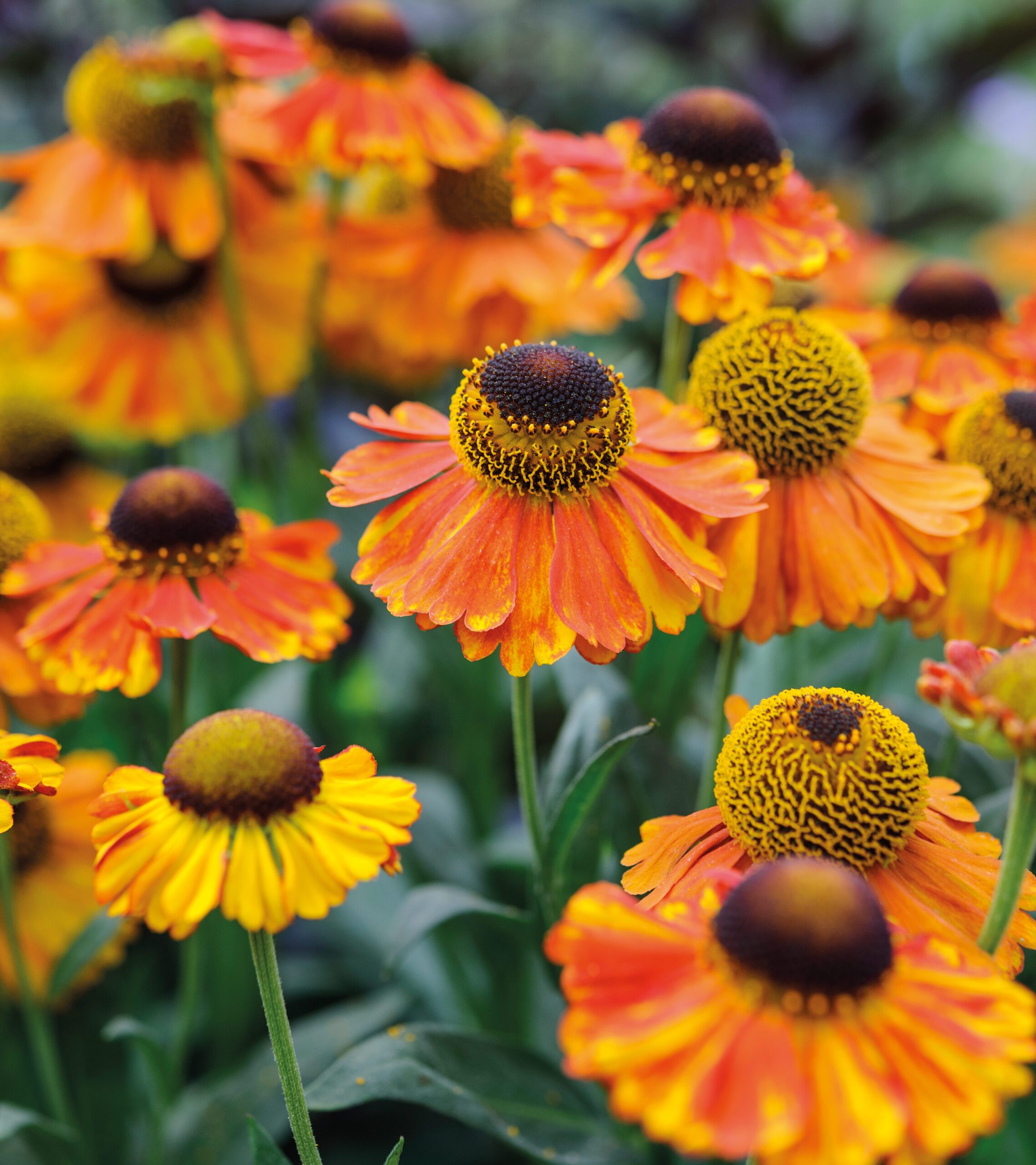Helenium 'Sahin's Early Flowerer'