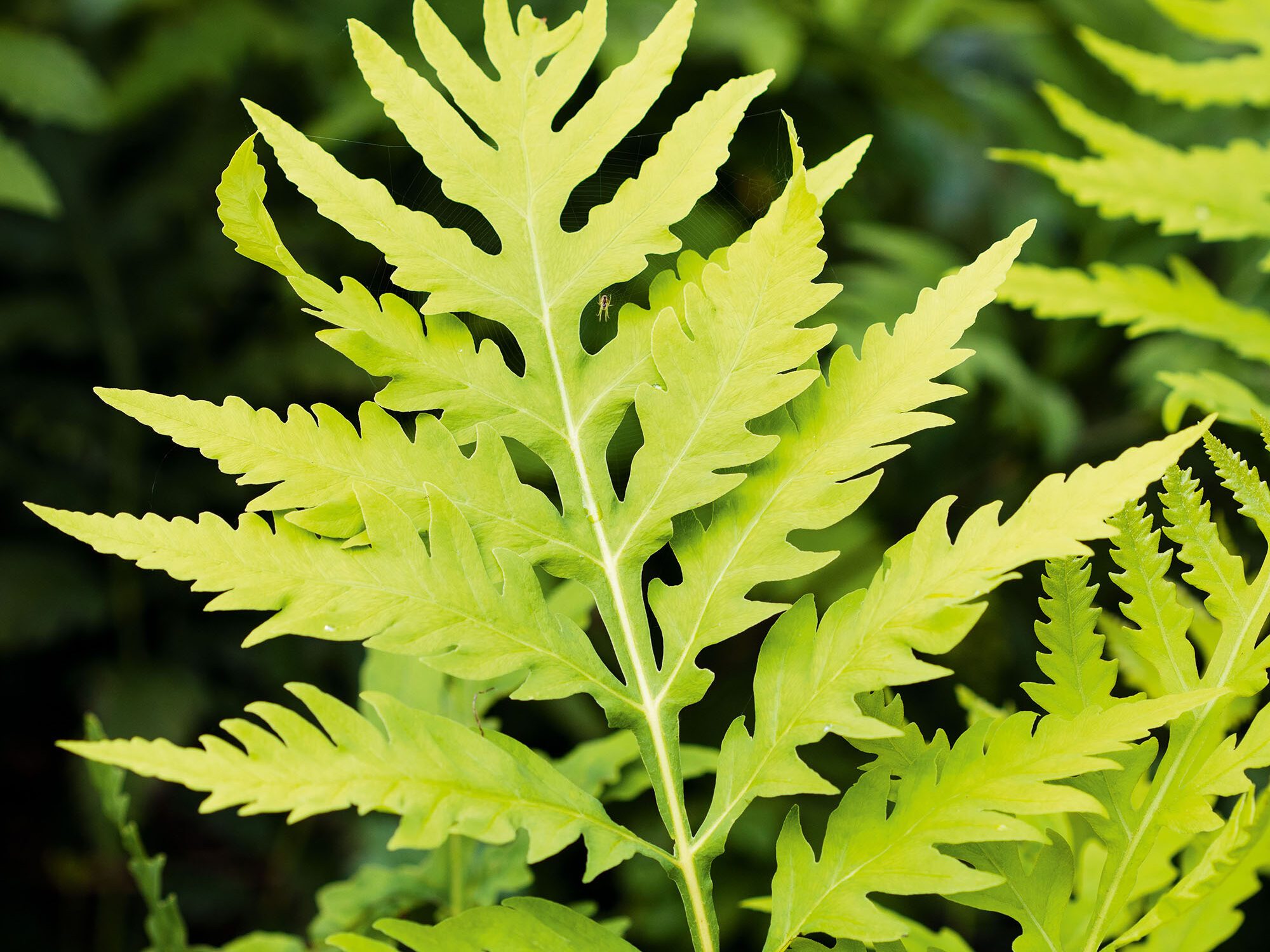 Onoclea sensibilis
