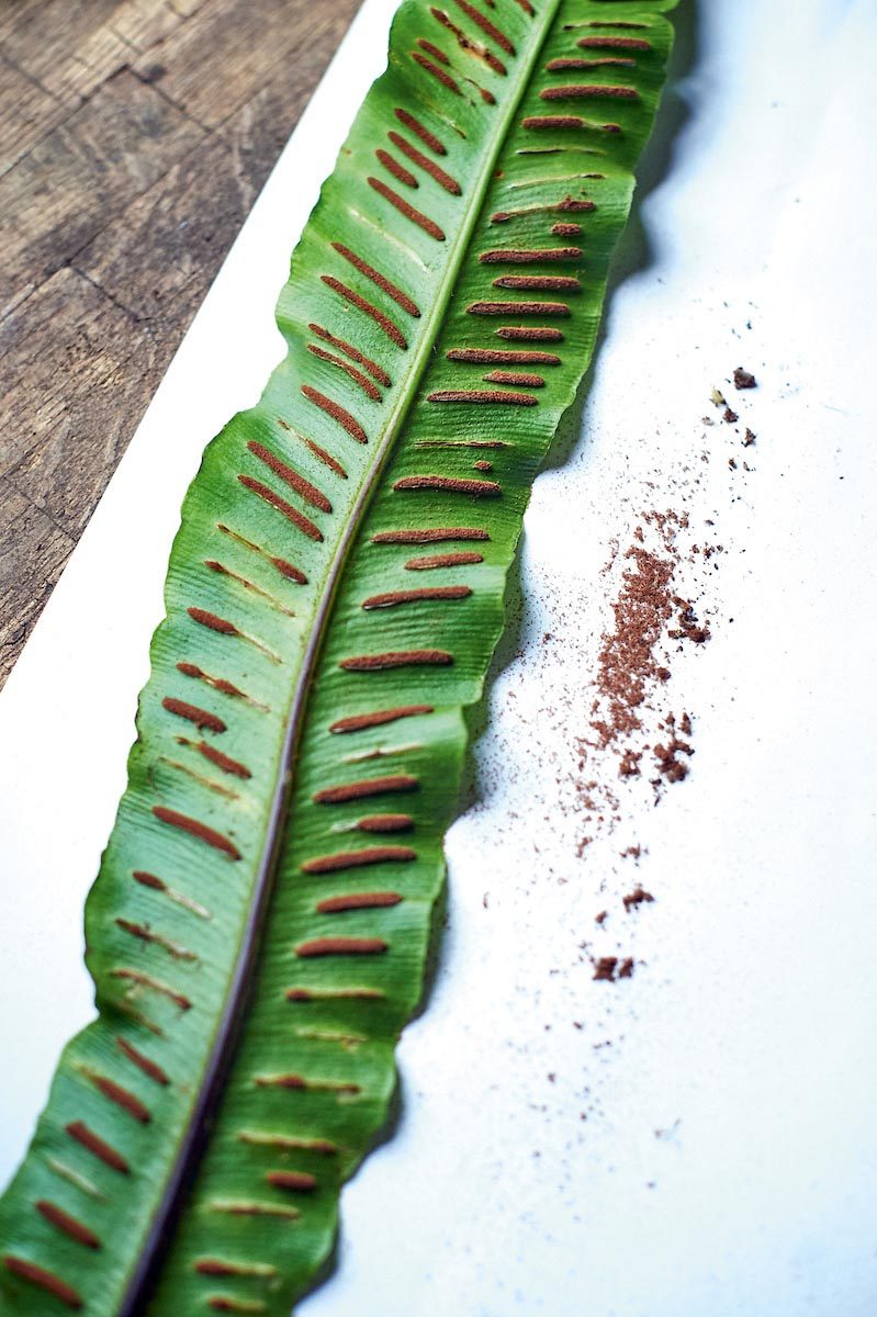 Propagating ferns: how to grow ferns