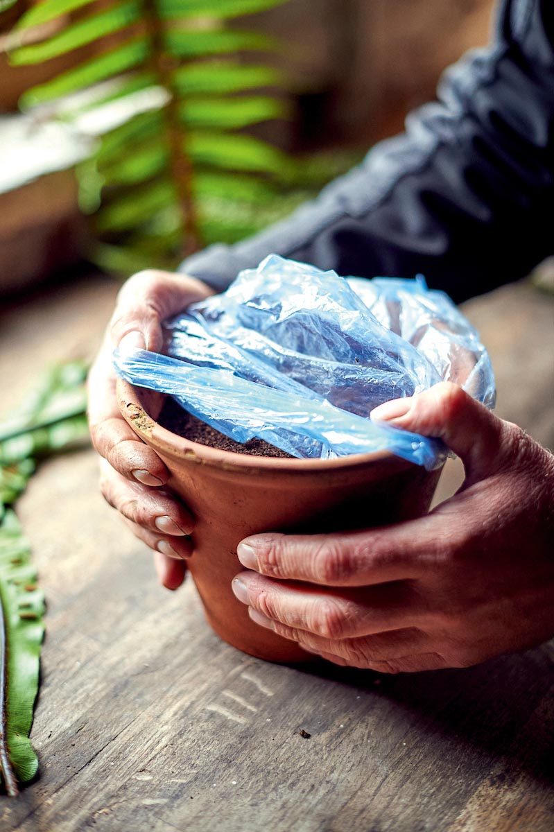 Propagating ferns: how to grow ferns