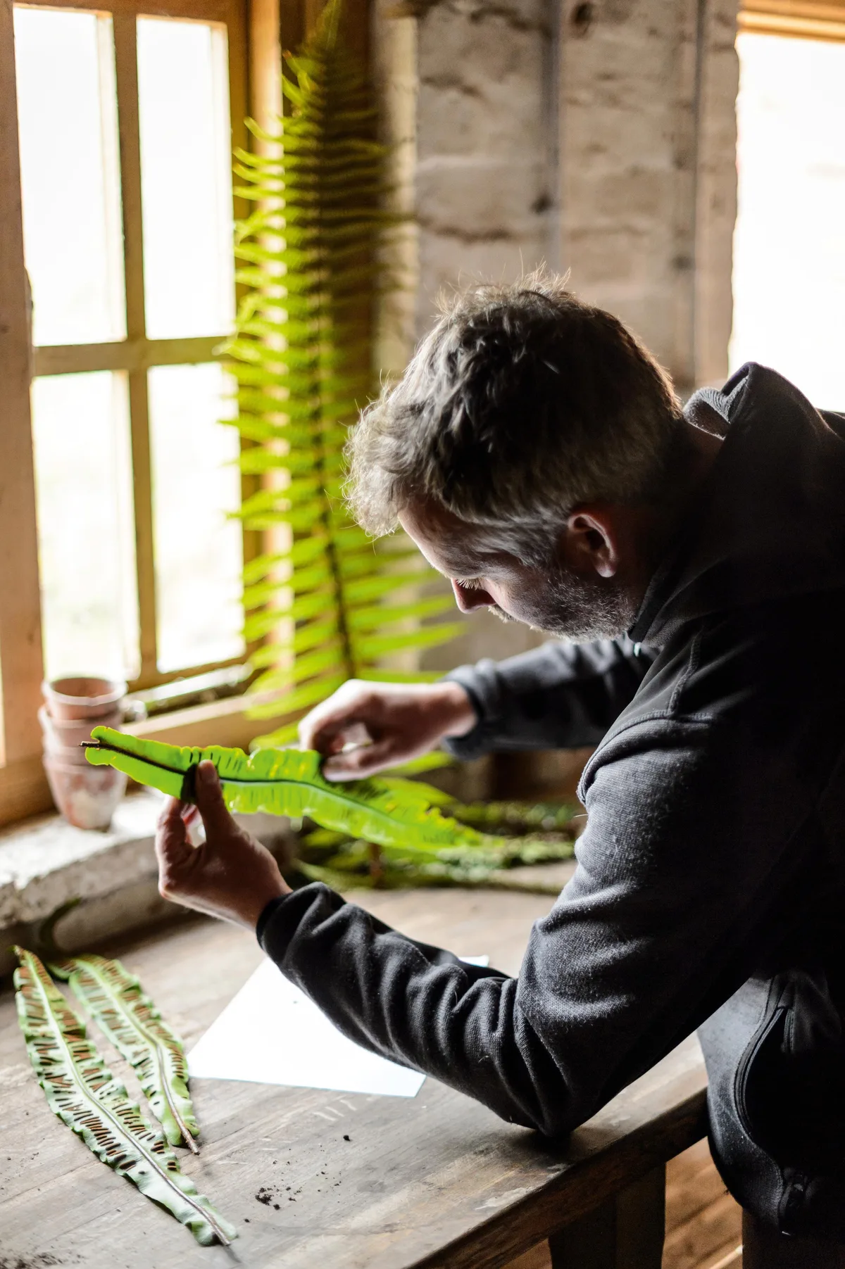 How to propagate ferns How to propagate ferns
