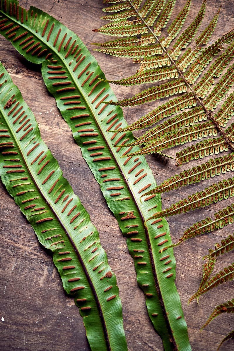 Propagating ferns: how to grow ferns