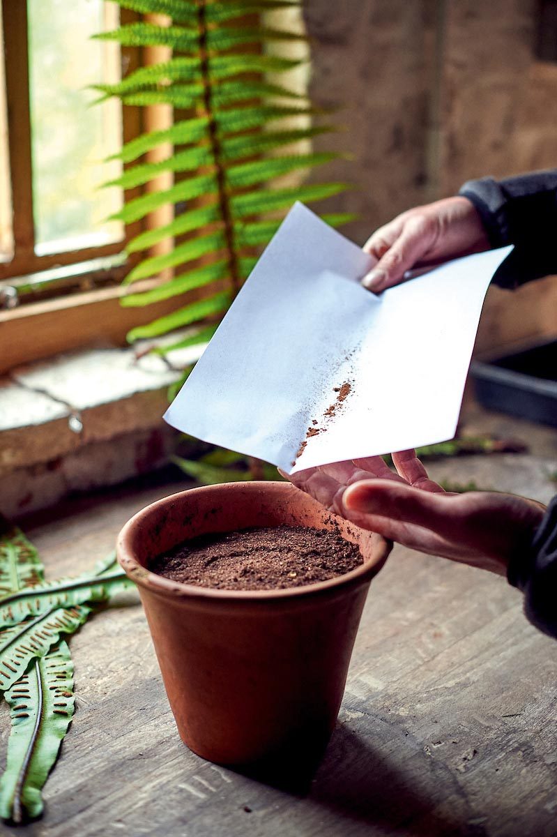 Propagating ferns: how to grow ferns