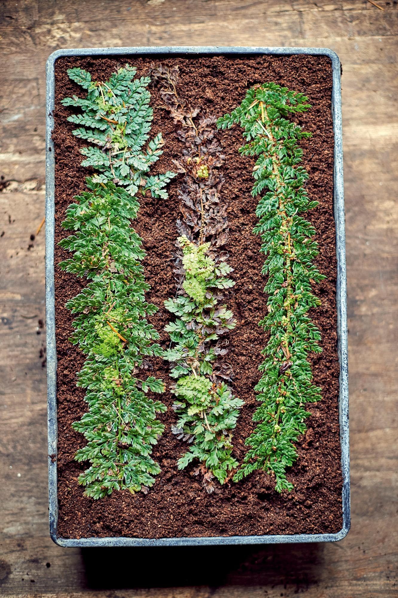 Propagating ferns: how to grow ferns