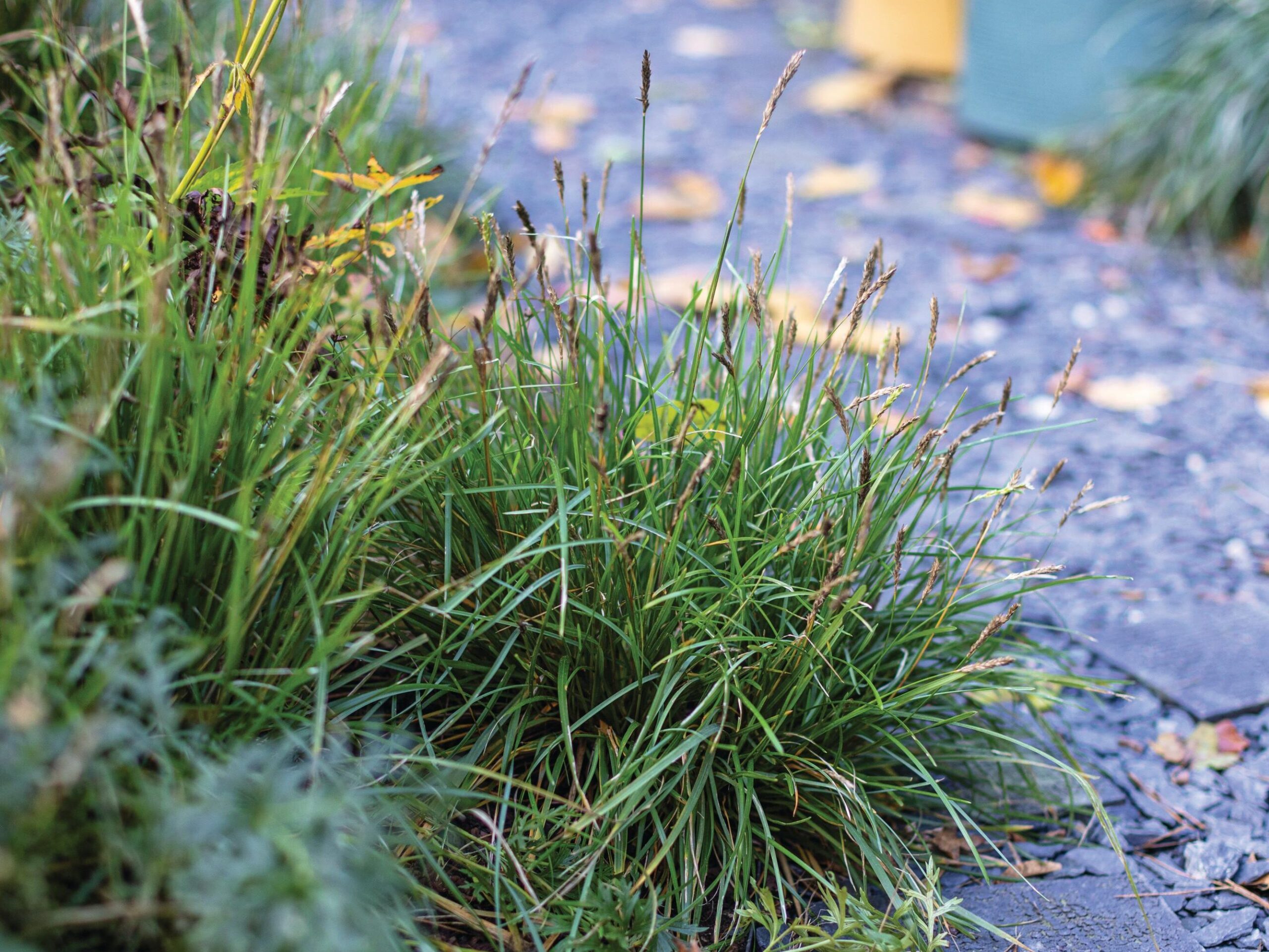 Sesleria ‘Greenlee’