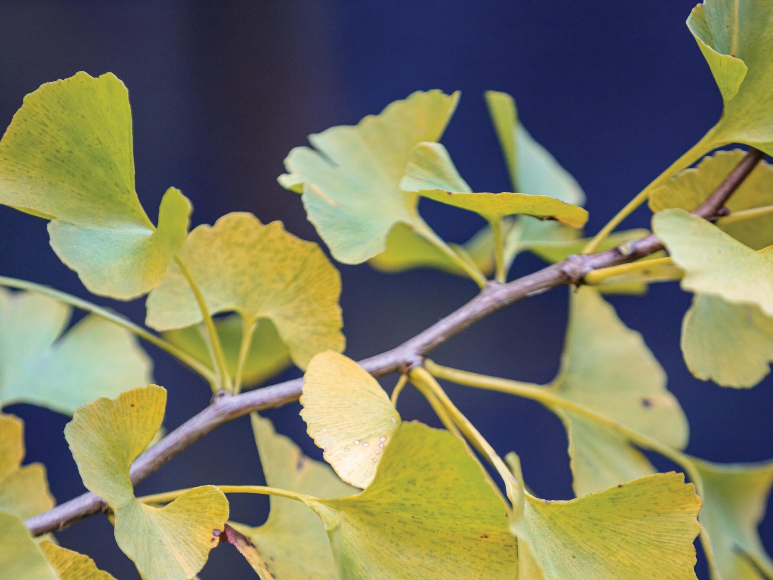Ginkgo biloba