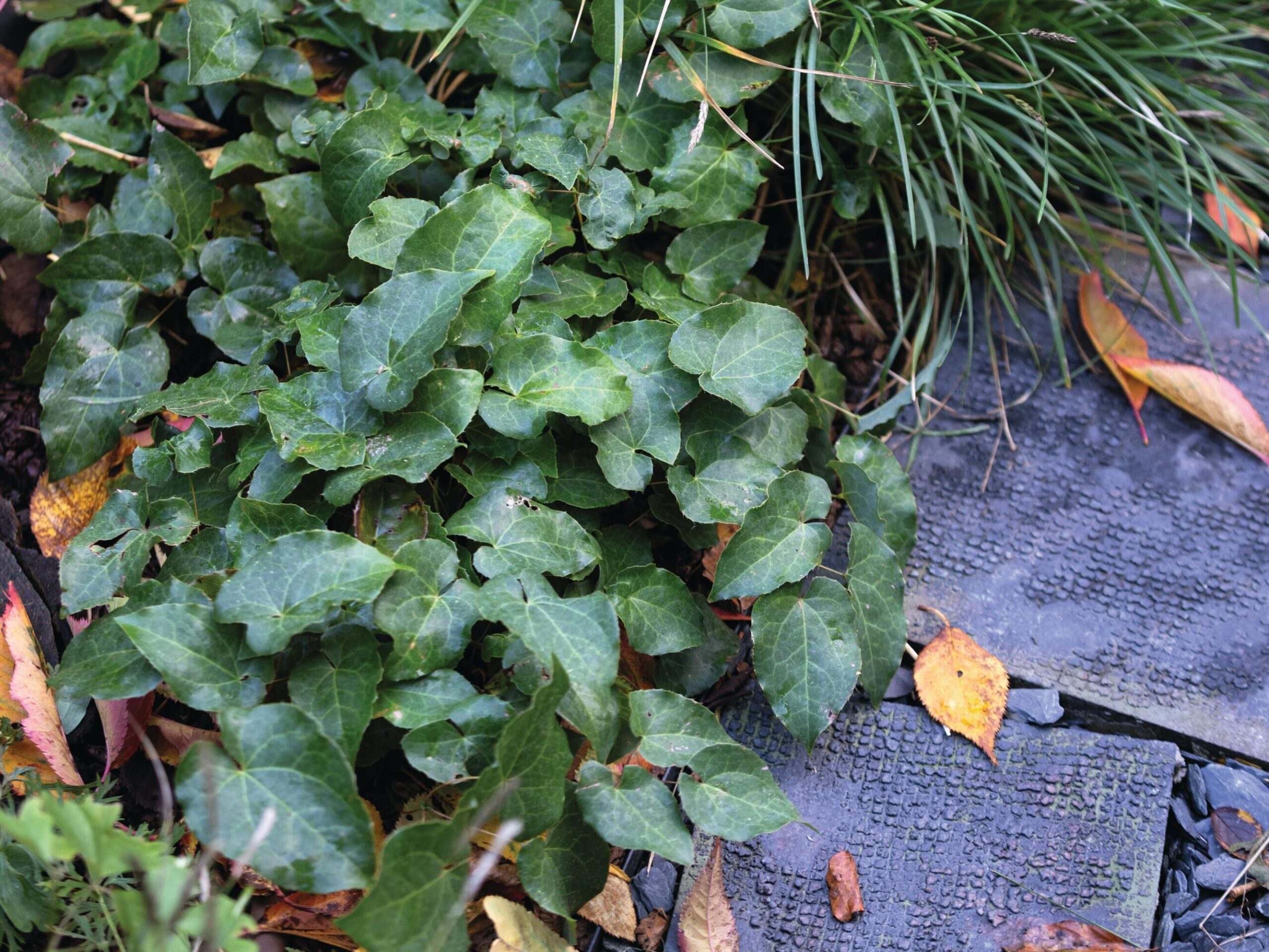 Epimedium x warleyense ‘Orangekönigin’