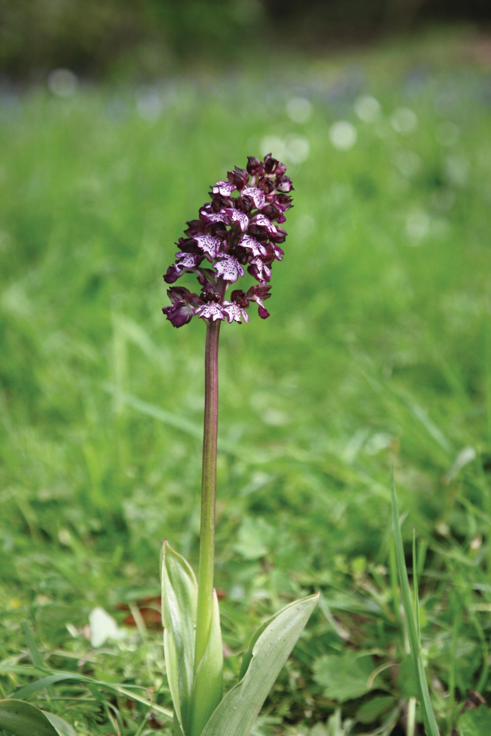 Orchis purpurea (lady orchid) The dark-red upper petals of this stunning, unmistakable orchid form a hood over the white and dark-red lip. 80cm.
