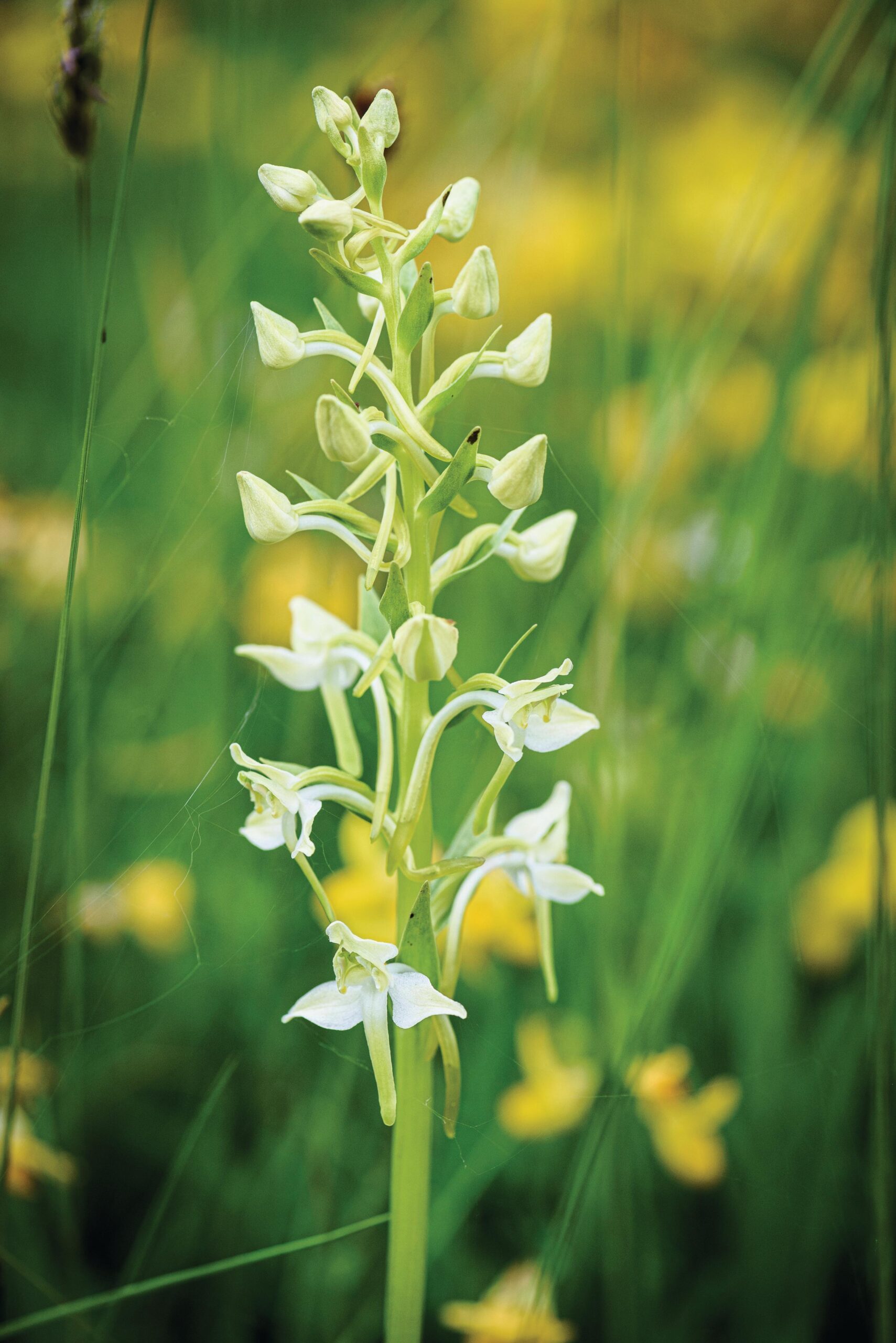 Platanthera chlorantha (greater butterfly orchid) Whitish flowers with a lovely evening scent. 60cm. RHS H6.