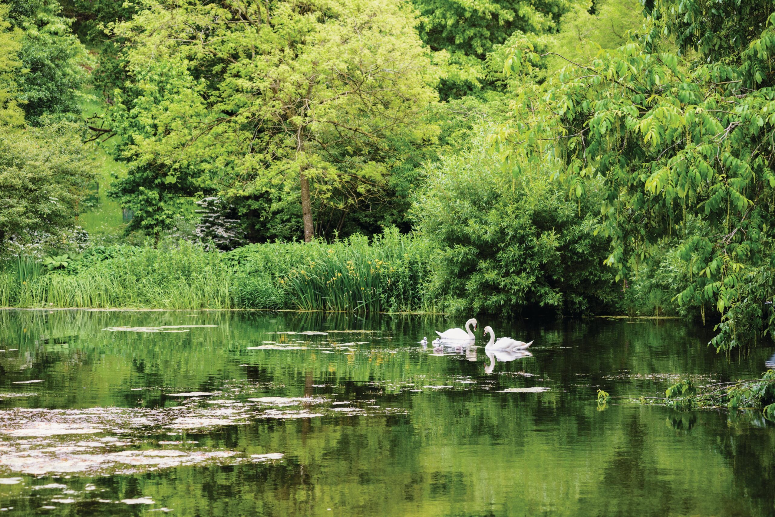 Swans return to the lake each year, chasing off the Canada geese to stake their claim on the territory.