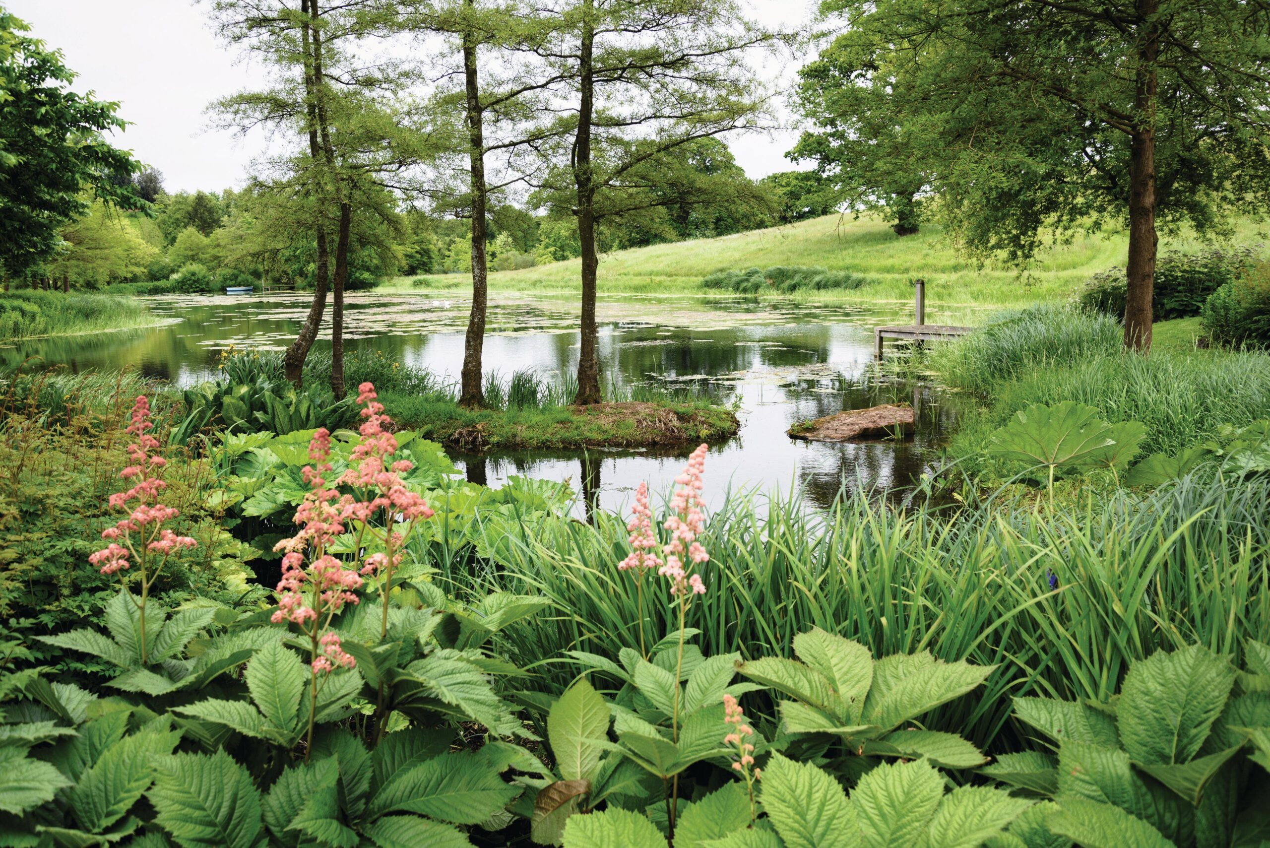 The blue wooden boat that belonged to Peter’s grandfather still floats on his trout lake. The water’s edge features Rodgersia sambucifolia and Darmera peltata, while Alnus glutinosa ‘Imperialis’ trees appear to grow on an island – a spur of land that was once an equestrian water jump.