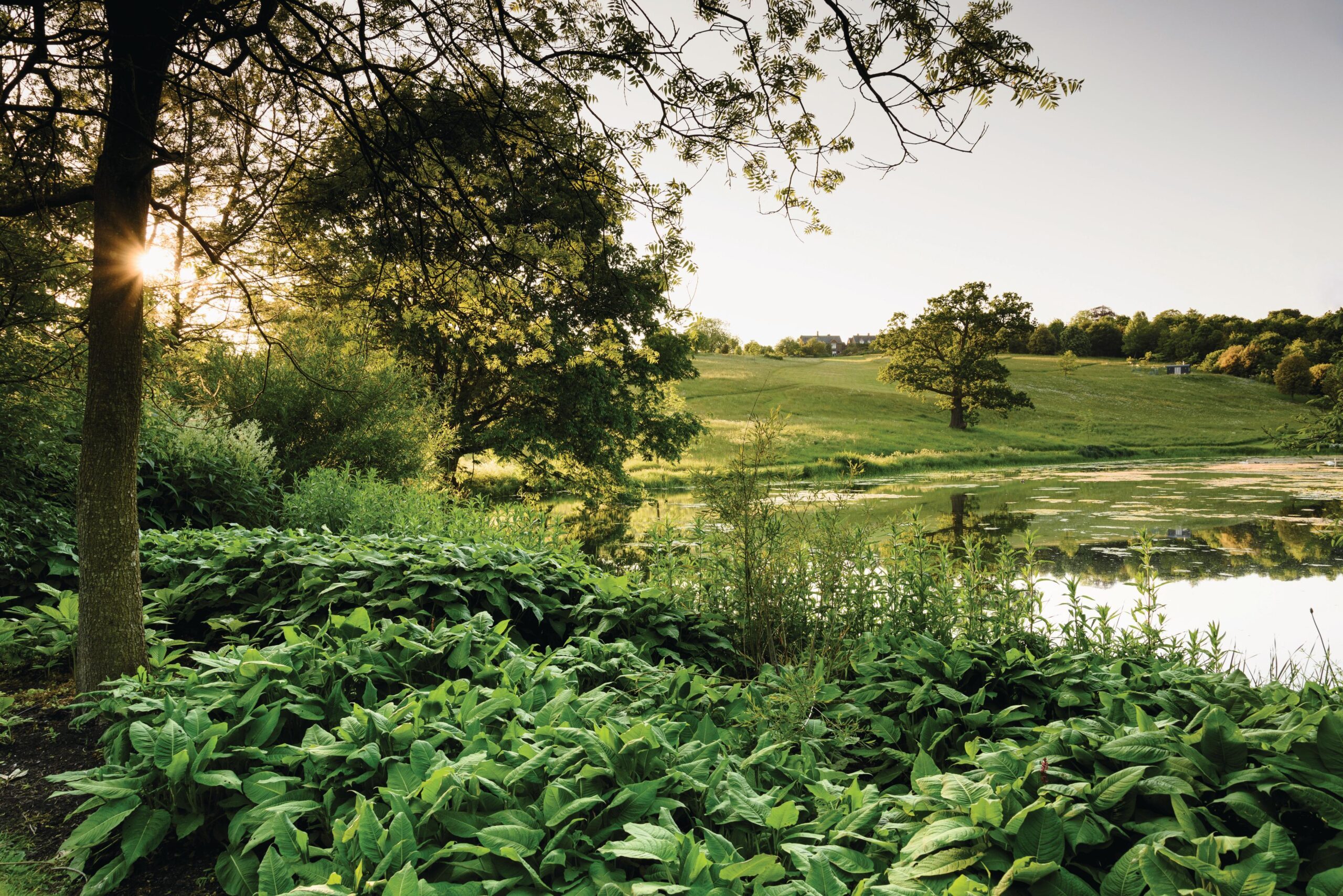 An evening view of the lake at Peter Clay's home Brockhampton Cottage, which has evolved to become part of the meadow landscape. Grassy verges take on a coarser texture towards the water.