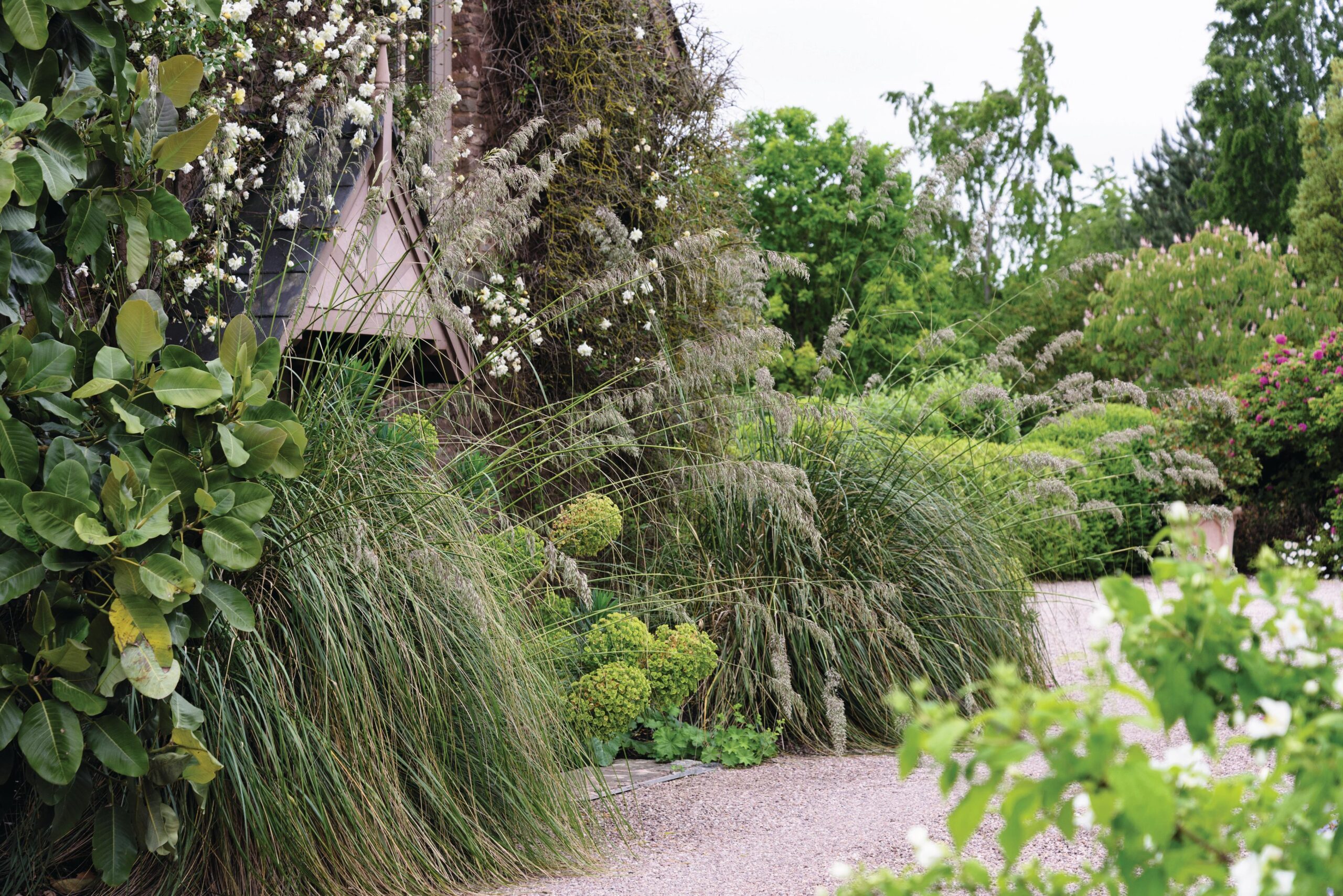 The entrance to the house is almost concealed by the tall grass Ampelodesmos mauritanicus, and lush plantings of Magnolia delavayi and Euphorbia characias subsp. wulfenii that come right up to the front door, surrounded by the rambling rose R. ‘Albéric Barbier’.