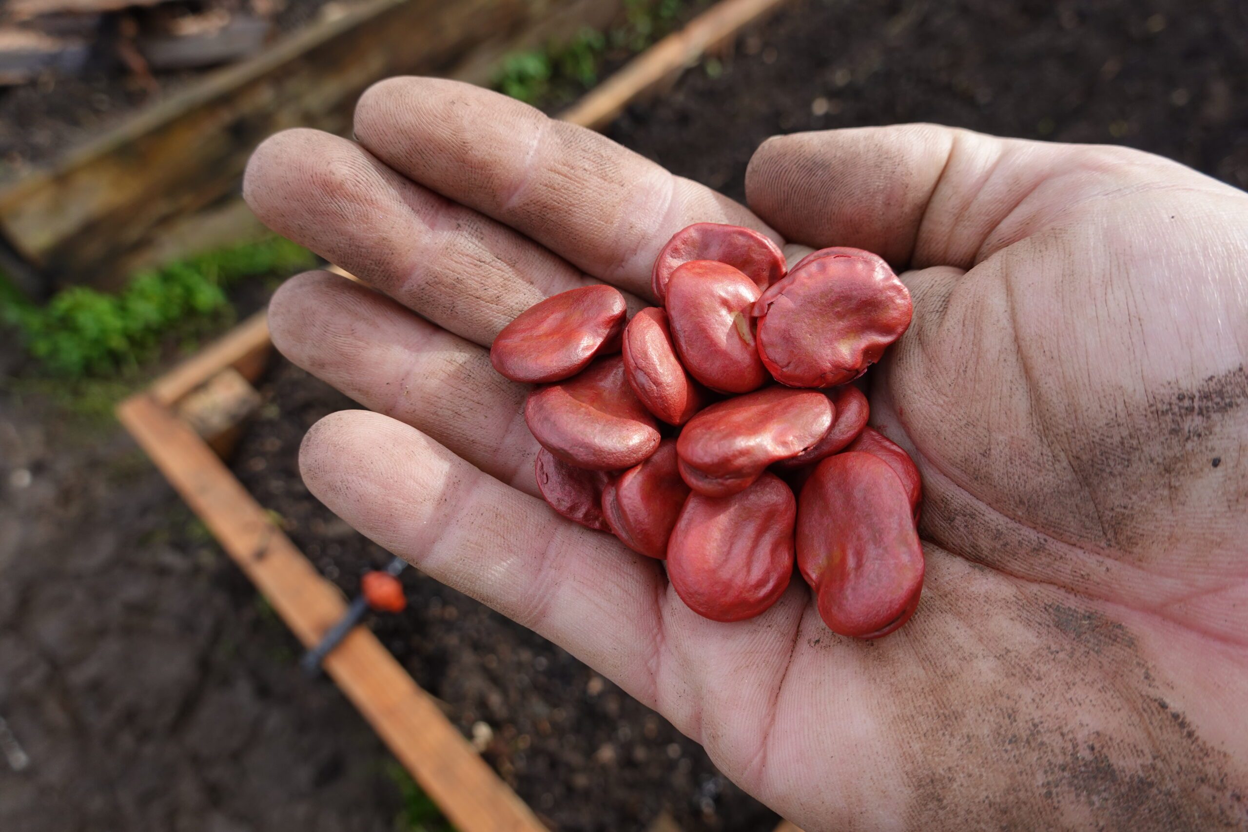 Broad bean seeds to plant in November