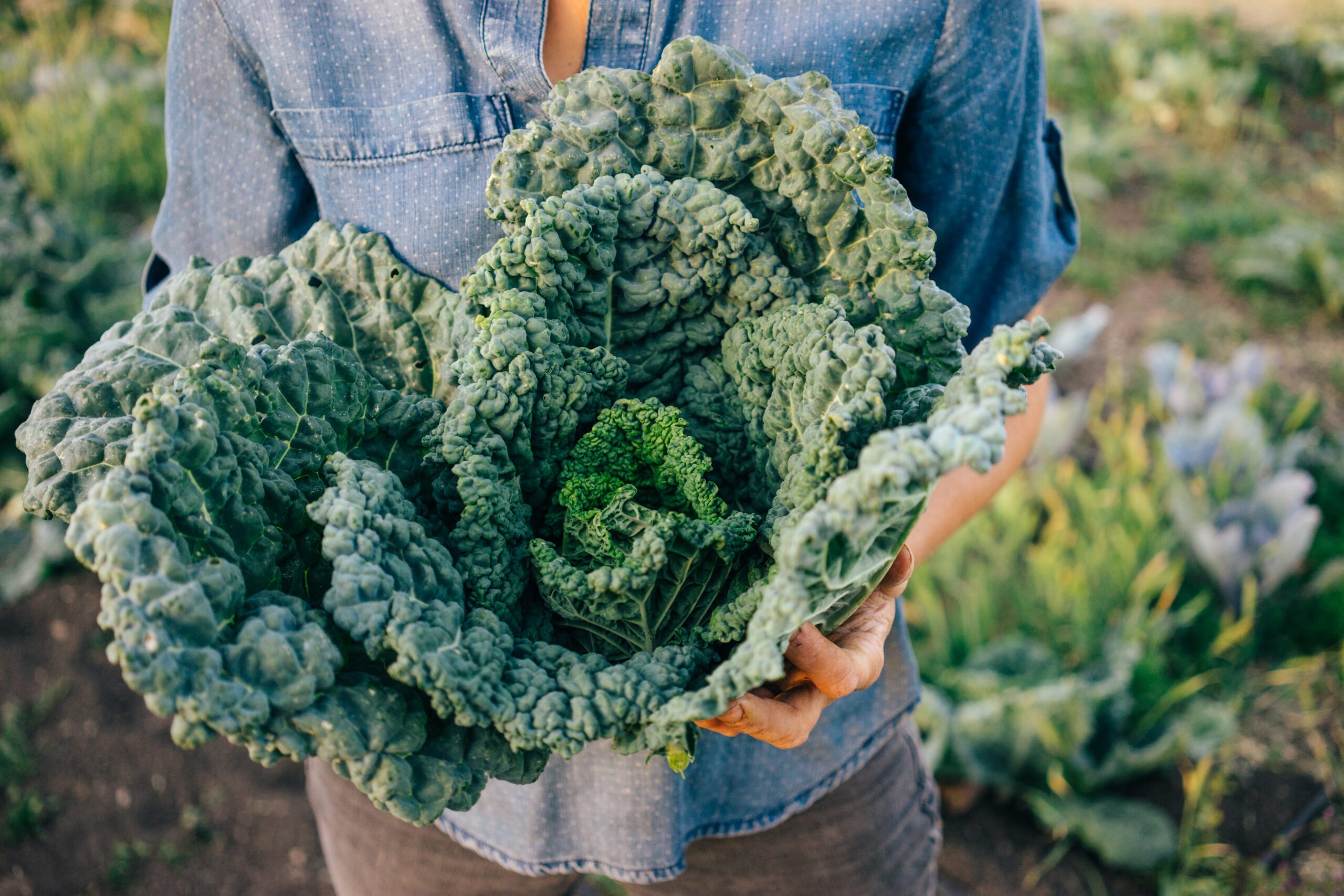 Kale can be harvested at this time of year