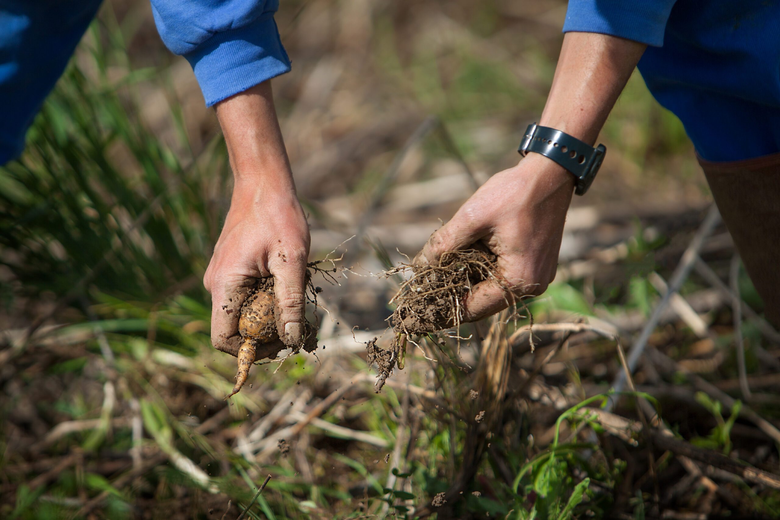 Jerusalem artichokes
