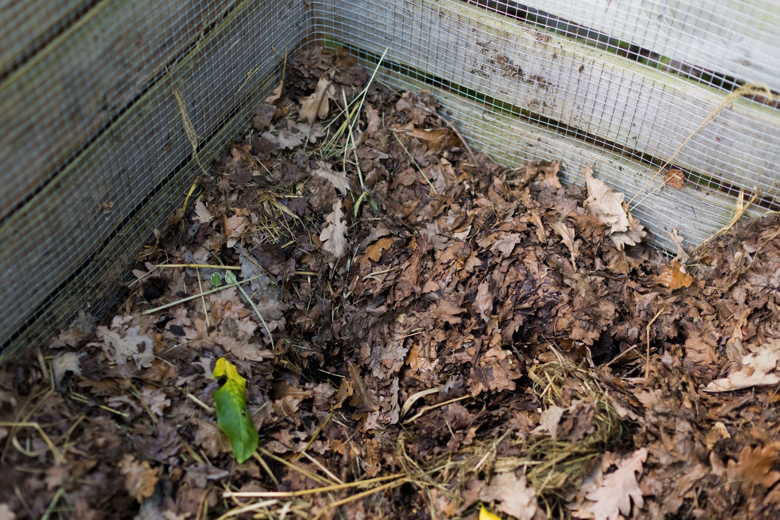 Leaf compost