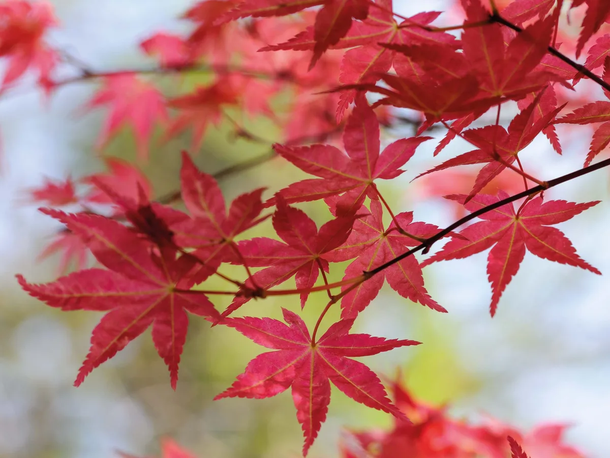 Acer palmatum 'Corallinum' Acer palmatum 'Corallinum'