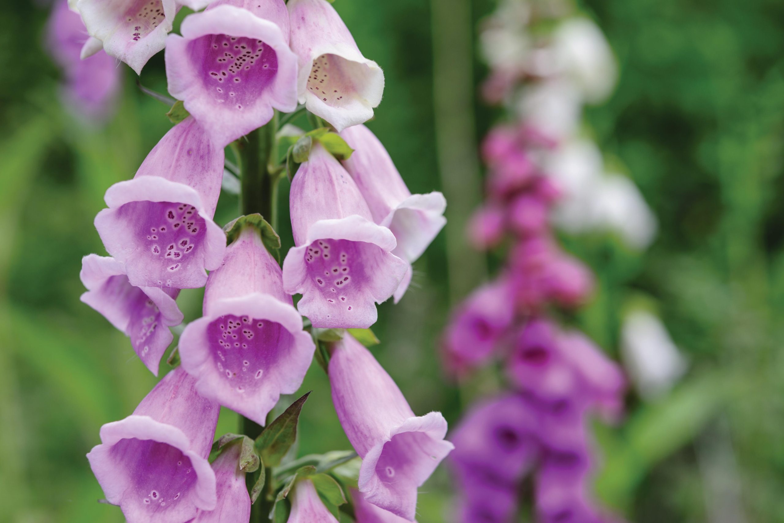 Bell shaped plants