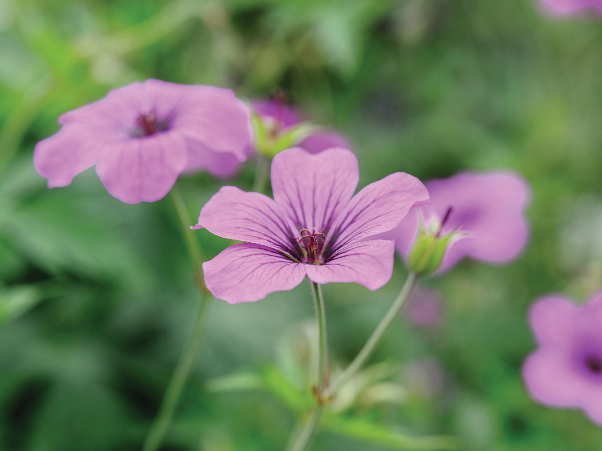 Cup/saucer shaped plants