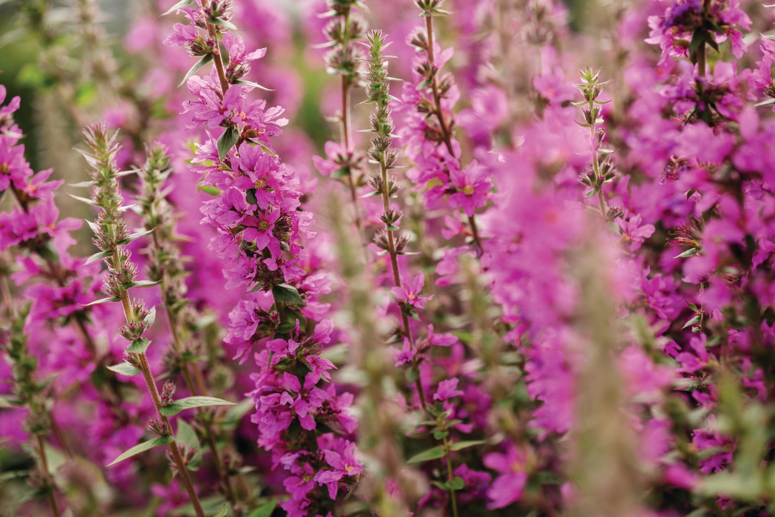 Spike flowers