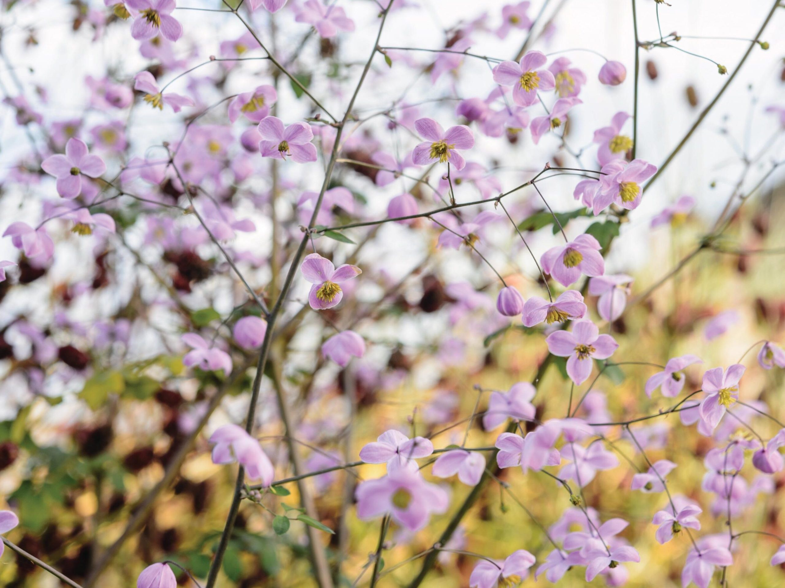 Airy shaped plants