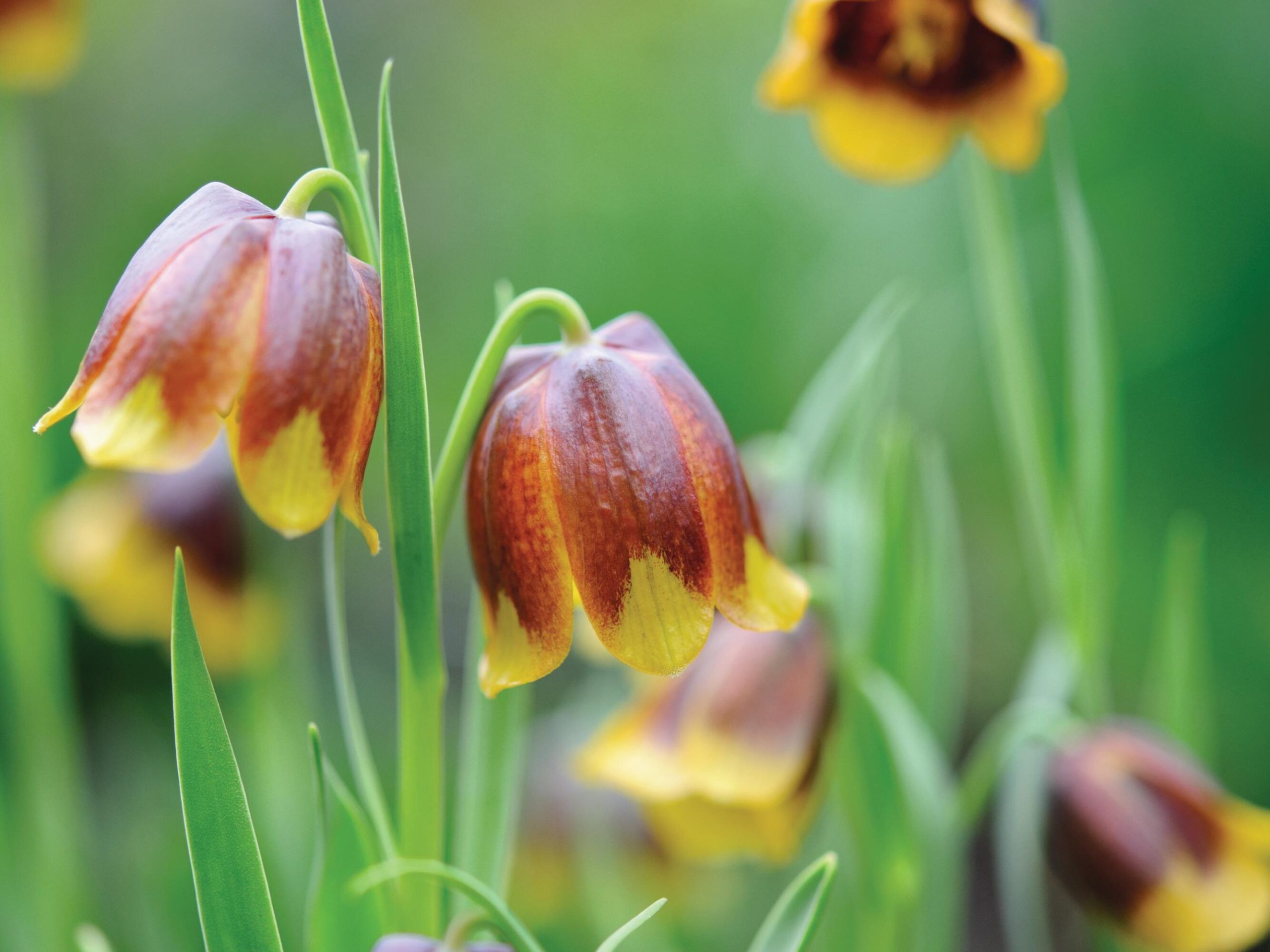 Bell and funnel shaped flowers