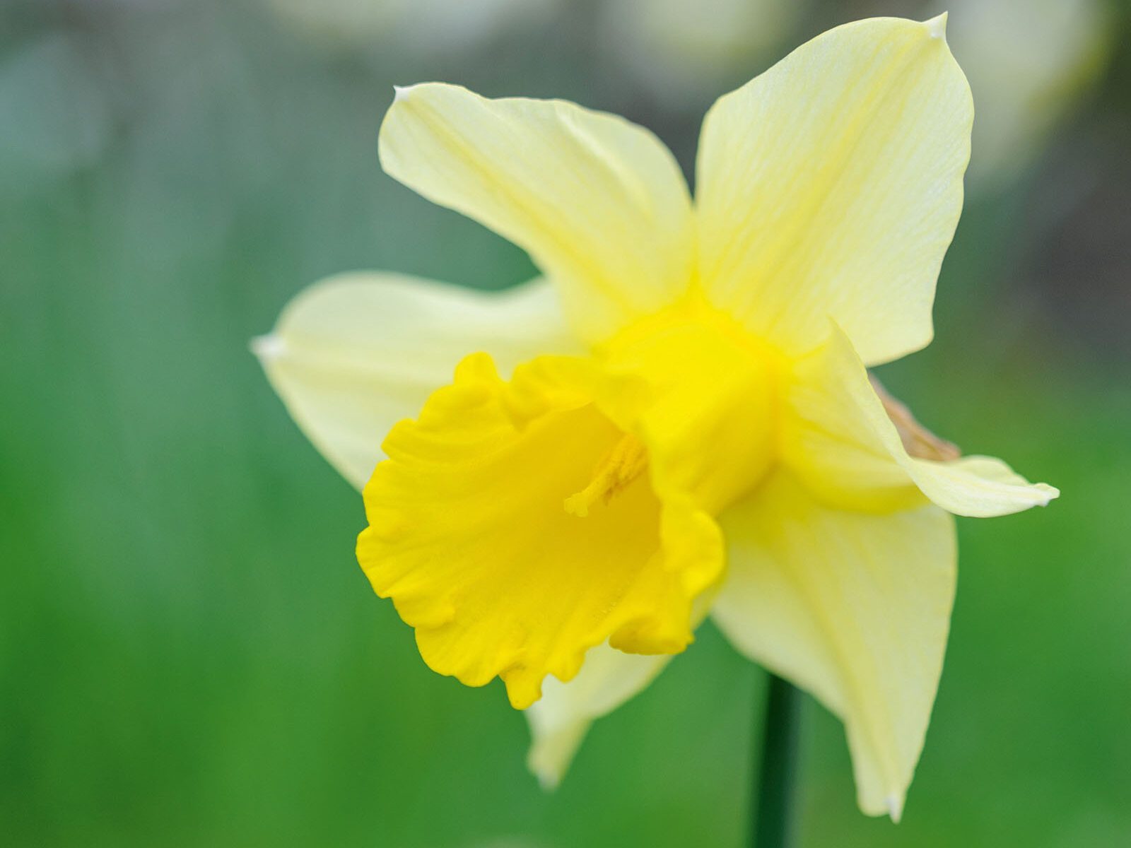 Narcissus 'Emperor'