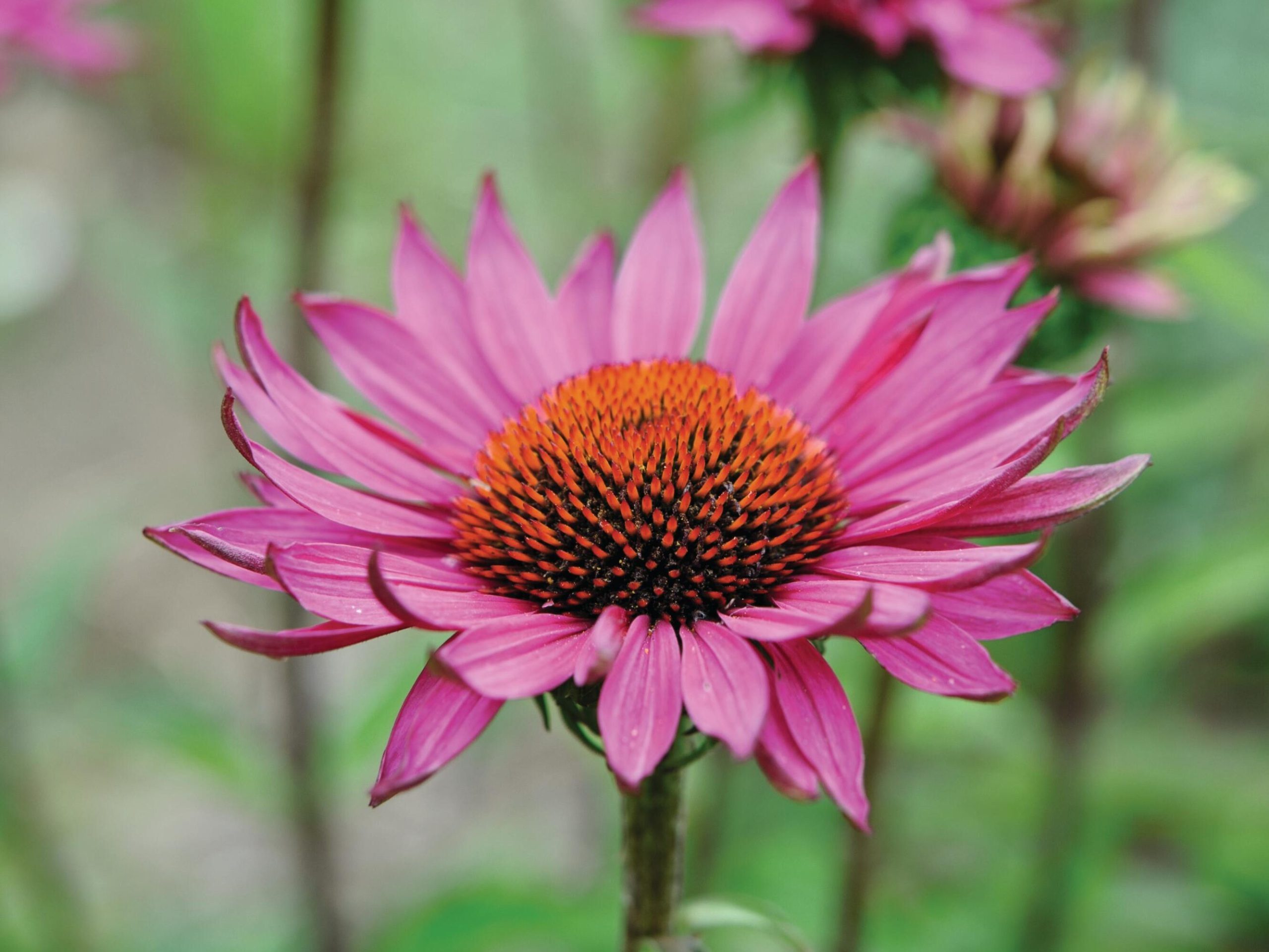 Daisy shaped plants