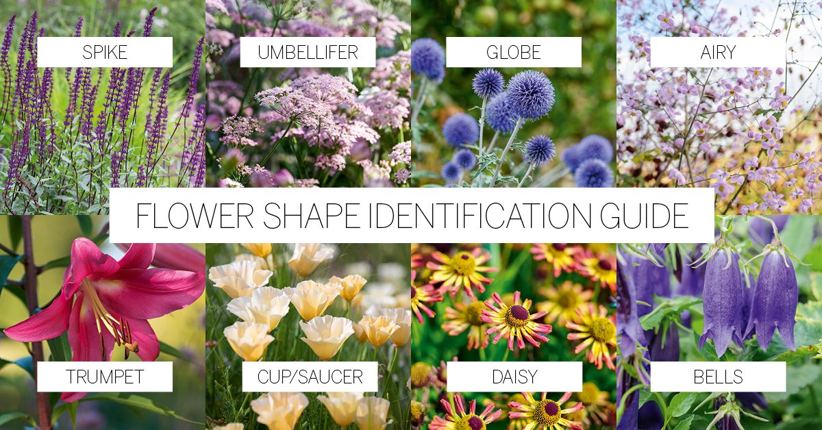 Flower shape identification guide