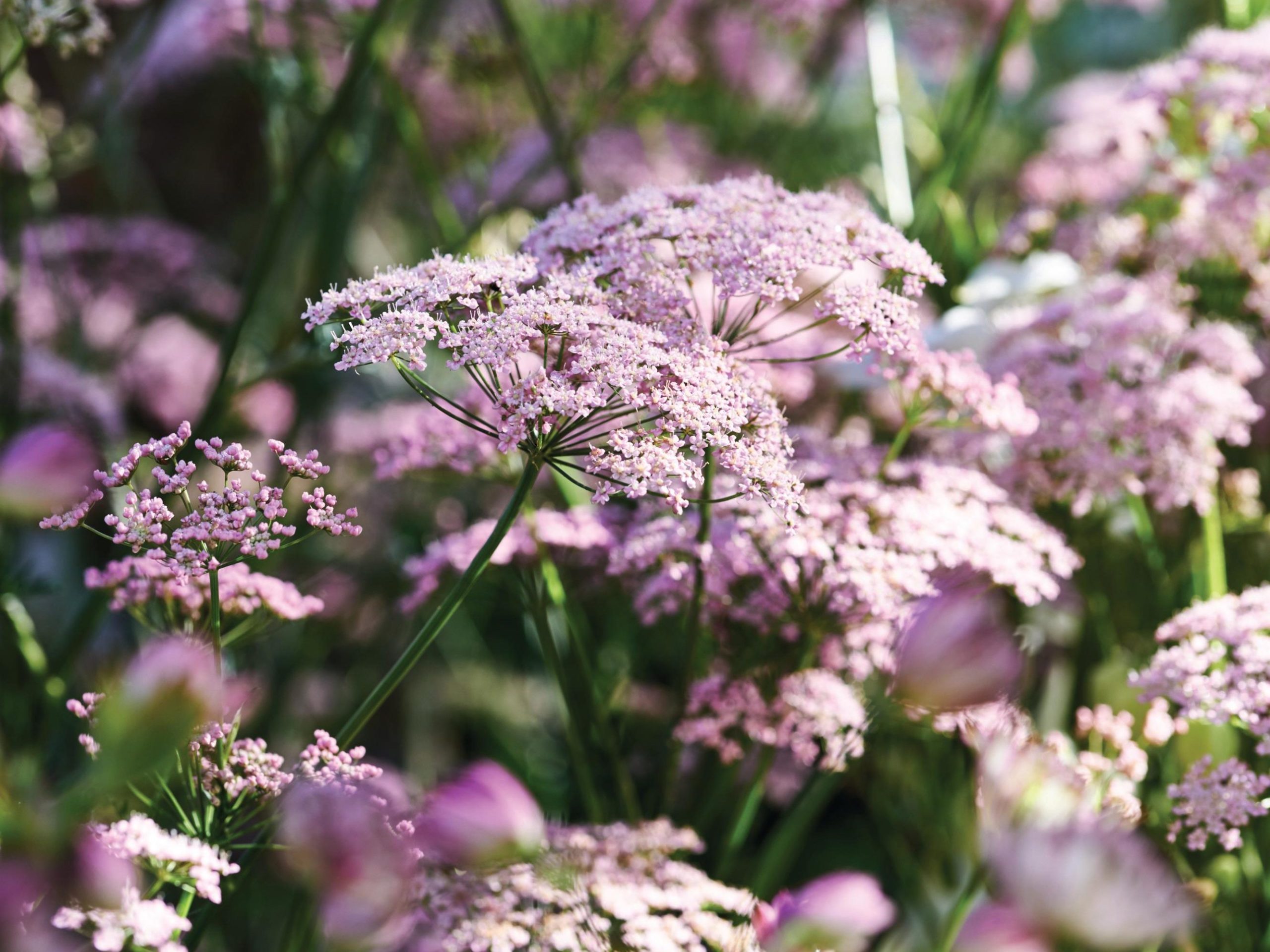 Umbellifer