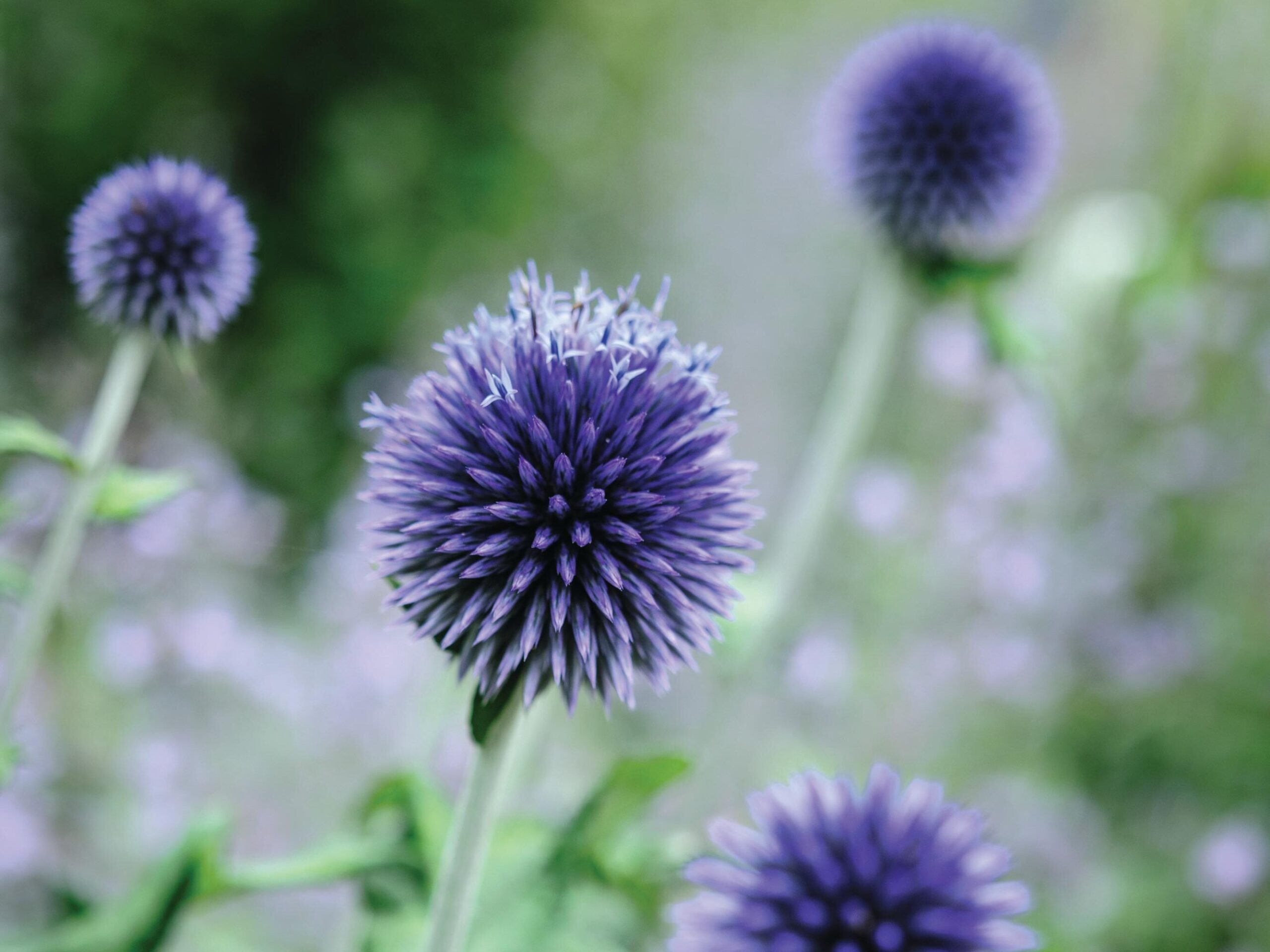 Echinops ritro ‘Veitch's Blue’